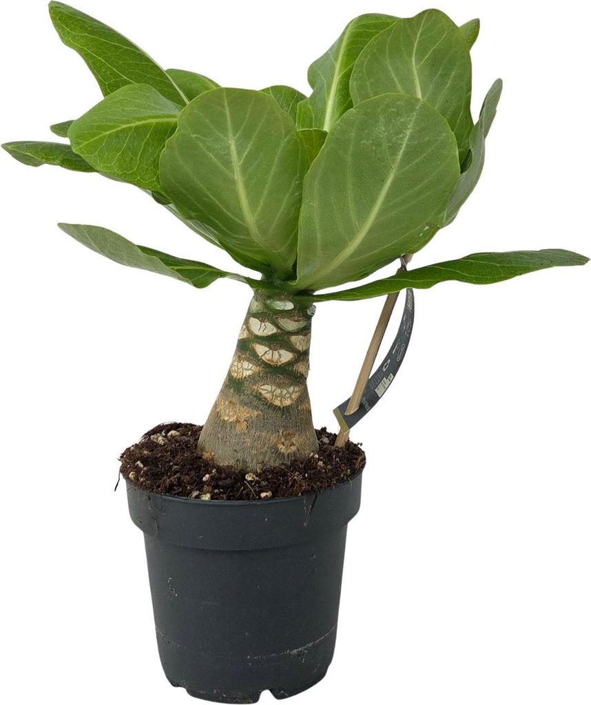 Palmier hawaïen - Brighamia insignis - Hauteur 25-35cm - Image du produit 