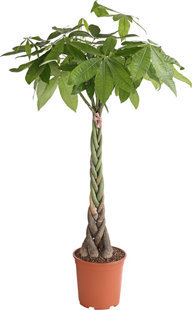 Dehner Glückskastanie, mit geflochtenen Stämmen, ca. 140-150 cm, Ø Topf 27 cm, Zimmerpflanze