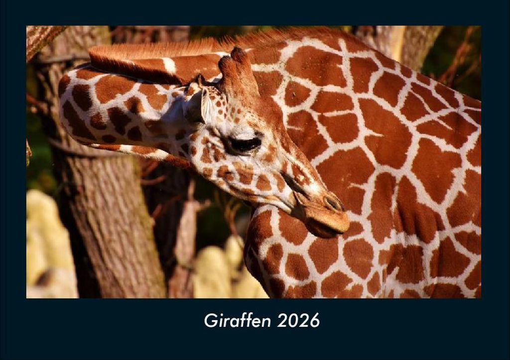 Giraffen 2026 Fotokalender - Querformat DIN A4, Monatskalender mit Bild-Motiven von Haustieren, Bauernhof, wilden Tieren und Raubtieren