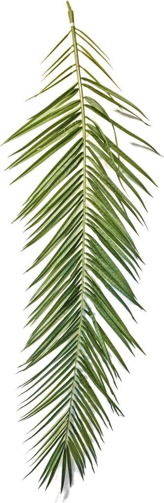 artplants.de Künstlicher Phönix Palmwedel MARFIK, 15 Stück, 150-180cm - Künstliche Palmenblätter