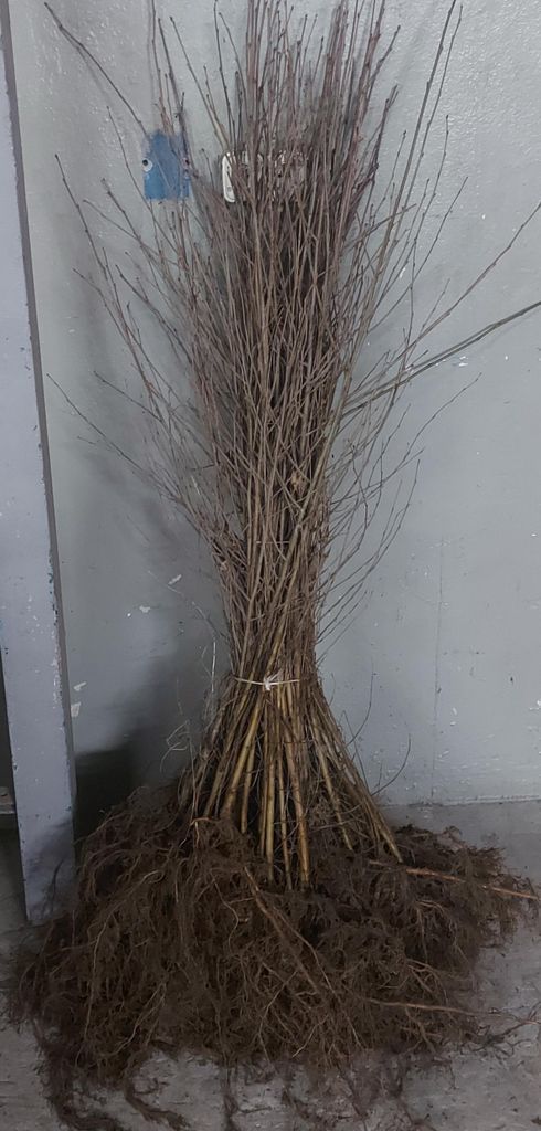 Sandbirke Hängebirke Betula pendula 100–150 cm – Produktbild 