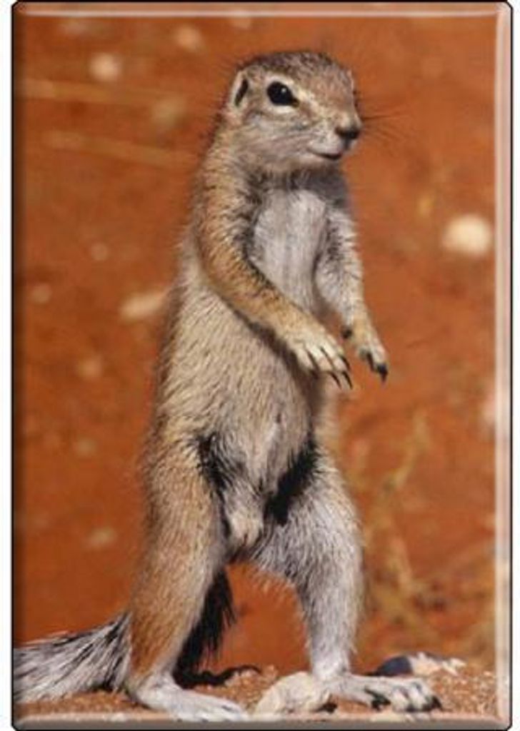 TIERMAGNET - Erdmännchen - Gr. ca. 8 x 5,5 cm - 37041 - Küchenmagnet