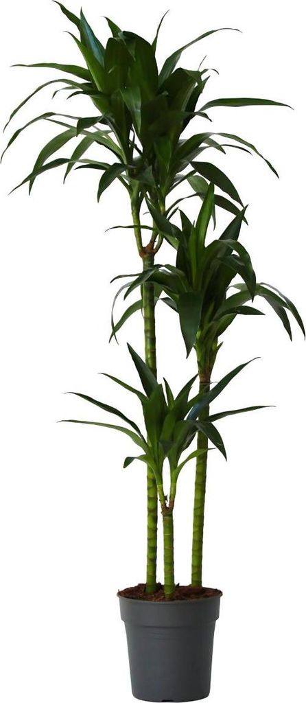 Drachenbaum - Dracaena deremensis 'Janet Craig' - Höhe 140-150cm - 24cm