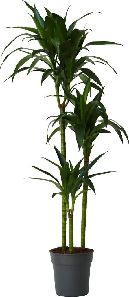 Dragonnier Janet Craig au feuillage vert foncé brillant de 140cm