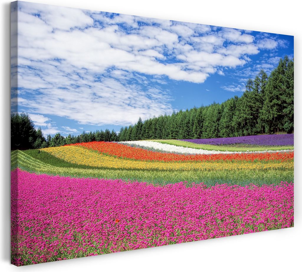Leinwandbild (80x60cm): Blumenwiese mit vielen Farben wie ein Regenbogen (pink, gelb, rot, weiß), echter Holz-Keilrahmen inkl. Aufhänger, handgef...