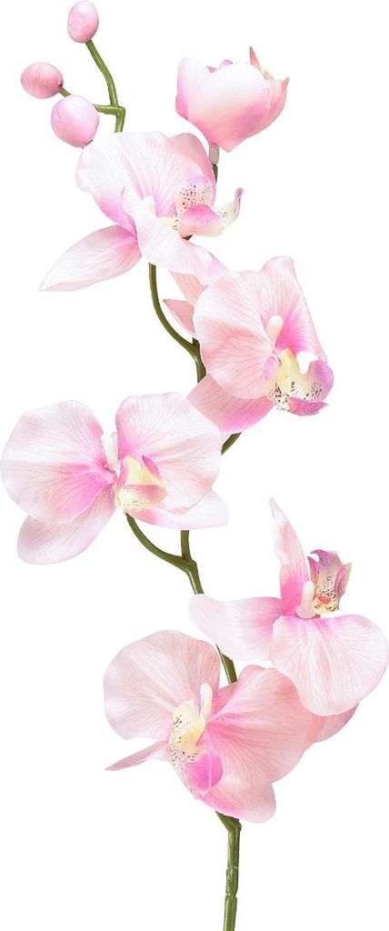 Phalaenopsis Dekoration Orchidee täuschend echt für Produktbild 