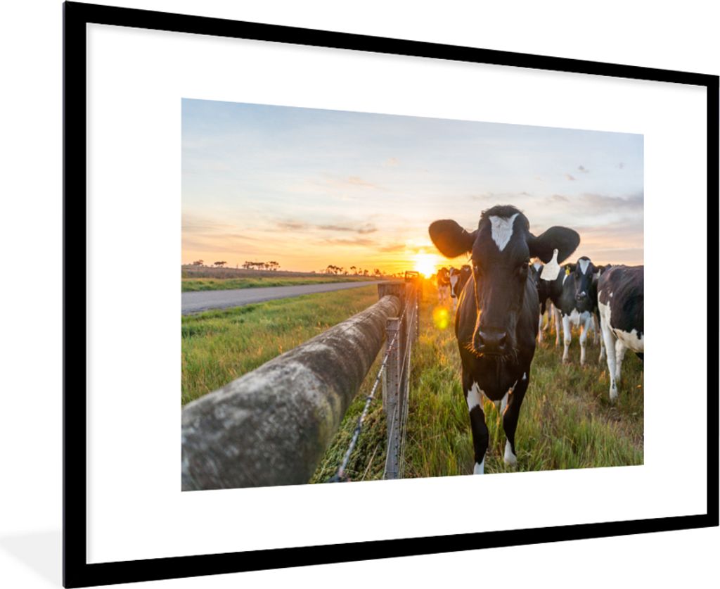 MuchoWow MuchoWow Gerahmtes Poster Kühe - Sonne - Zaun 90x60 cm - Poster mit zchwarzem Bilderrahmen - Wanddekoration - Fotos