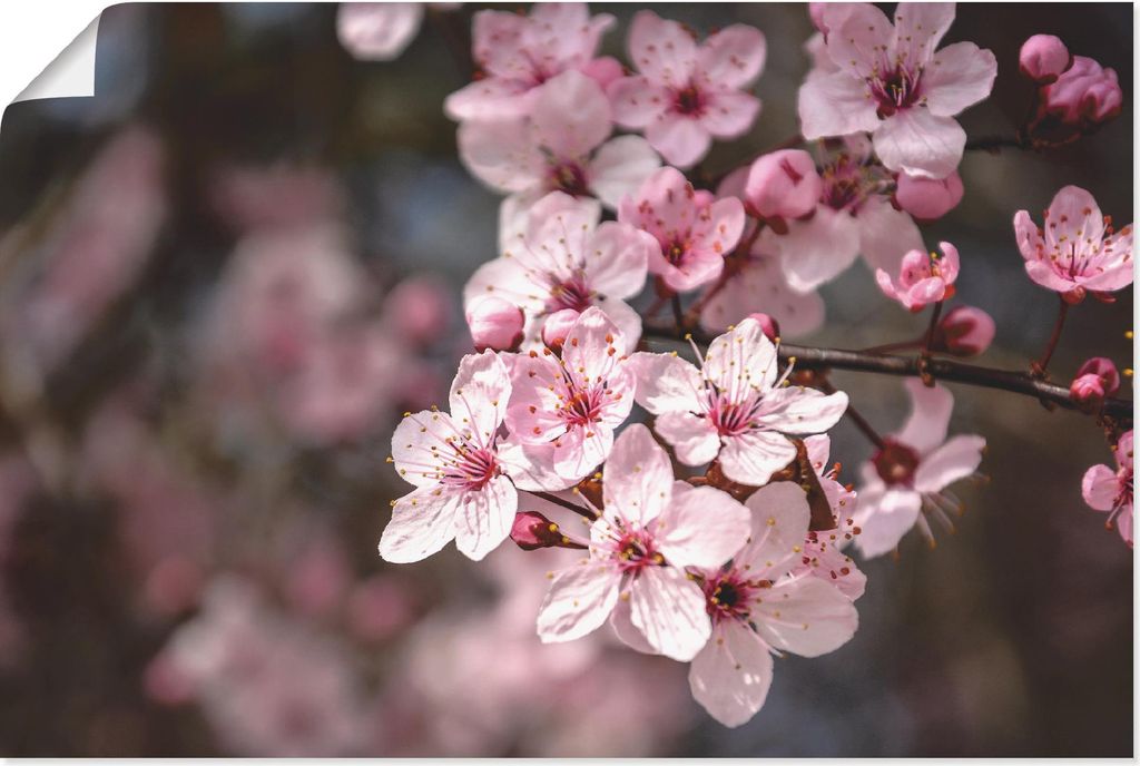 ARTland Poster Kirschblüten Nahaufnahme im Sonnenlicht Größe: 120x80 cm