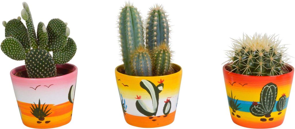 Kakteenmischung 10,5 cm - 3x - 12cm zonder pot