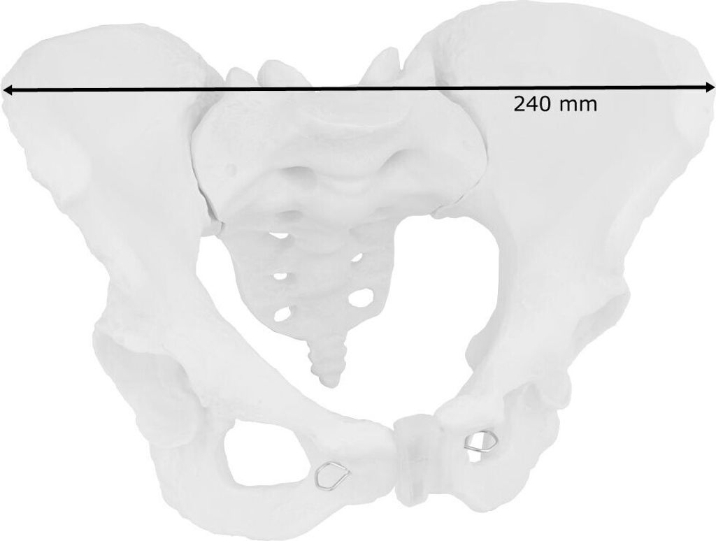 Anatomie Skelett Modell Lebensgroßes Knochenmodell Produktbild 2