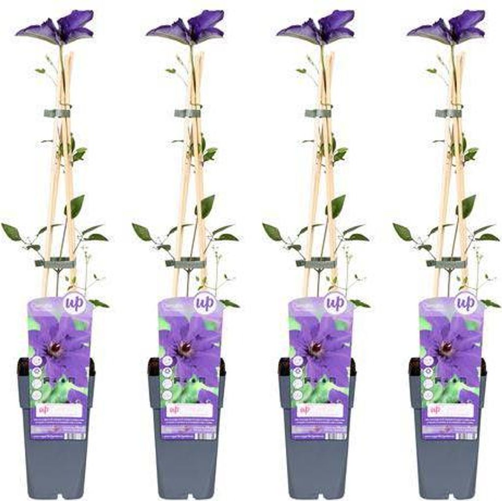 Waldrebe – Clematis 'The President' – 4 Pflanzen – Ø15cm – 65cm – Kletterpflanze mit violetten Blüten – ideal für Garten & Pergola