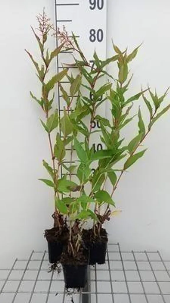 Persicaria polymorpha : Renouée à bougies pour masquer un mur - 6 pots