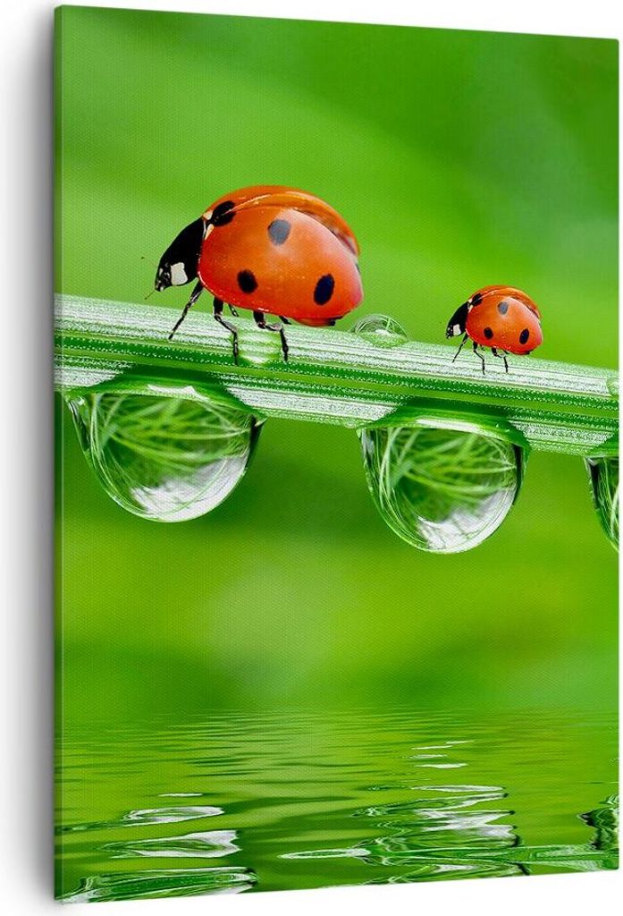 Bild auf Leinwand - Leinwandbild - Einteilig - Marienkäfer Wasser Grün Umwelt - 50x70cm - Wand Bild - Wanddeko - Wandbilder - Leinwanddruck - Wan...