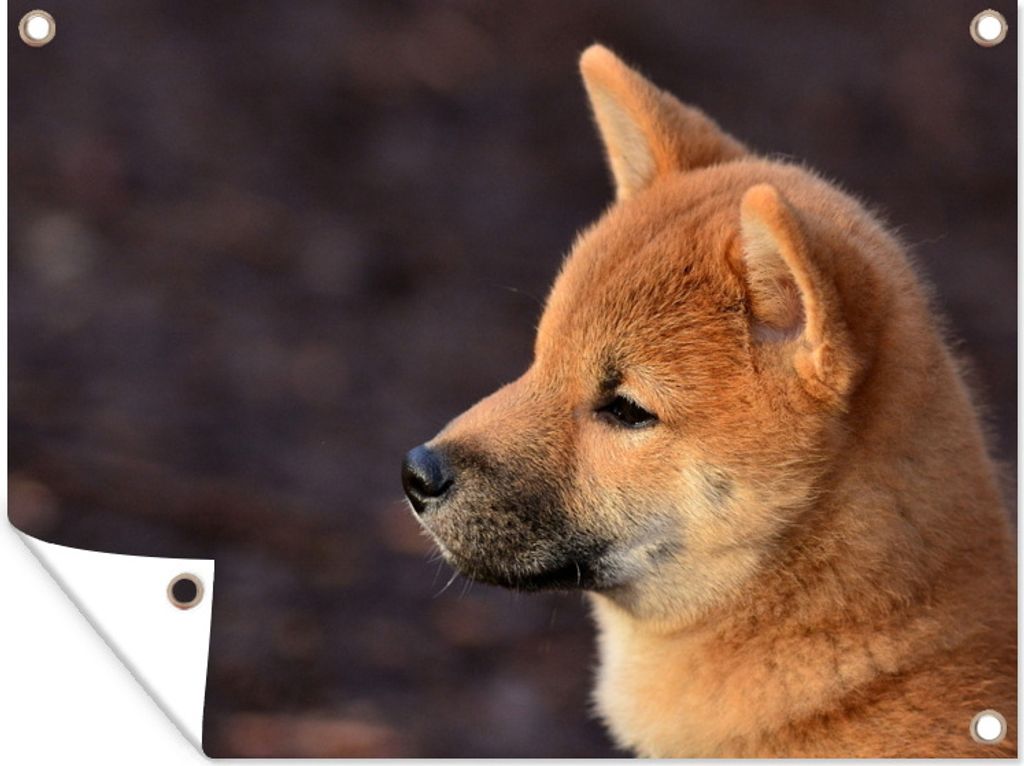 MuchoWow 40x30 cm Outdoor-Poster Gartendeko Sichtschutz Garten Poster für den Garten Nahaufnahme Shiba Inu