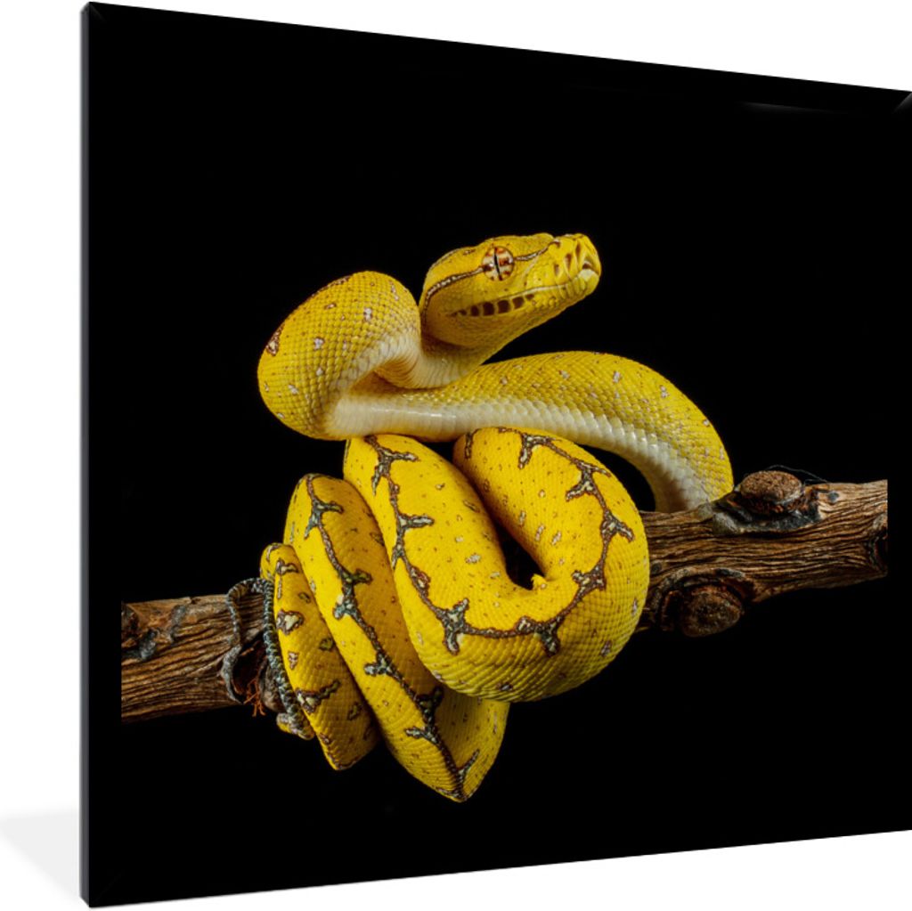 MuchoWow Gerahmtes Poster Schlange - Zweig - Gelb 40x40 cm - Poster mit Schwarzem Bilderrahmen Wandposter Rahmen Foto Bilder - Mit Rahmen - Wandd...