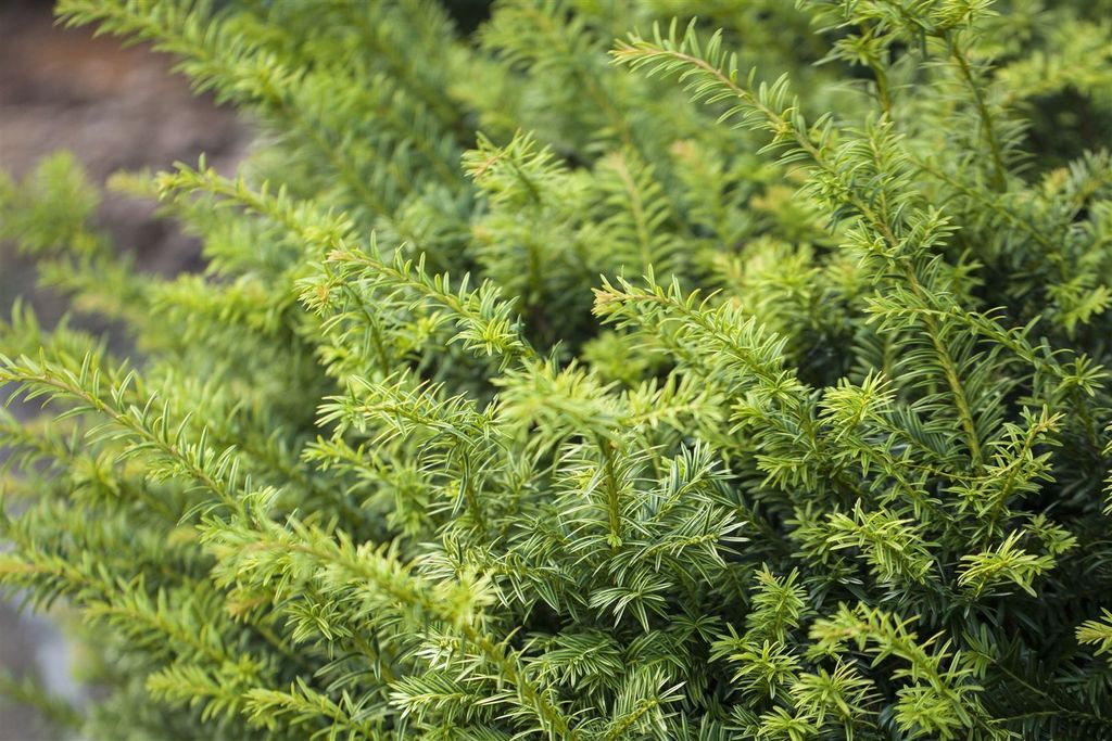 Taxus baccata 'Golden Nugget', Eibe, goldgelb, 20–25 cm