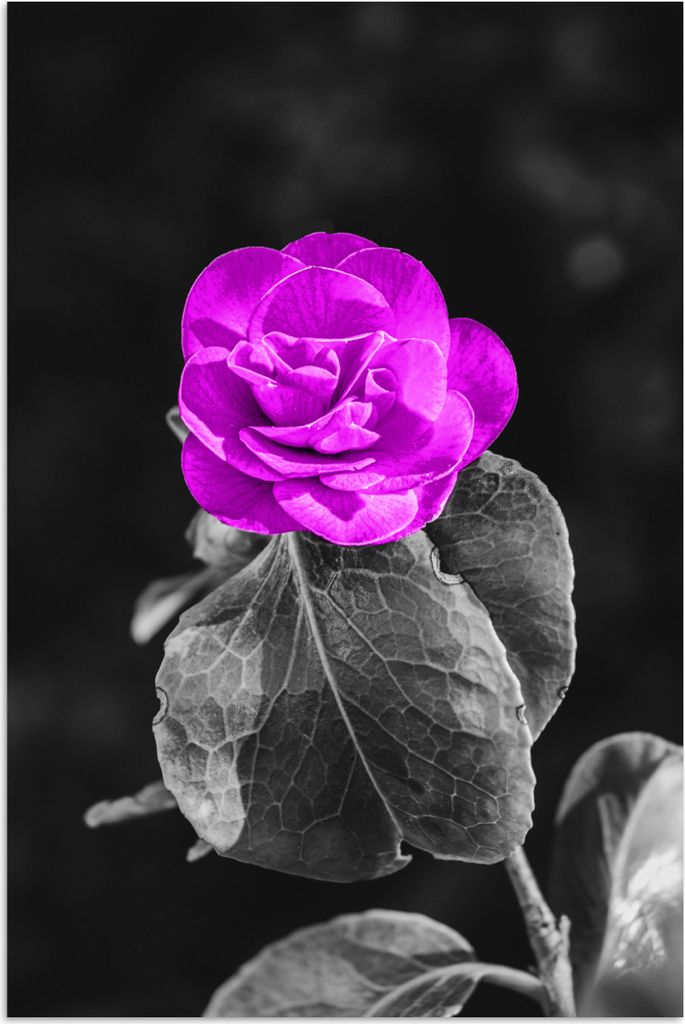 MuchoWow Poster Blumen - Rose - Lila - Schwarz - Weiß 20x30 cm - Papierdruck