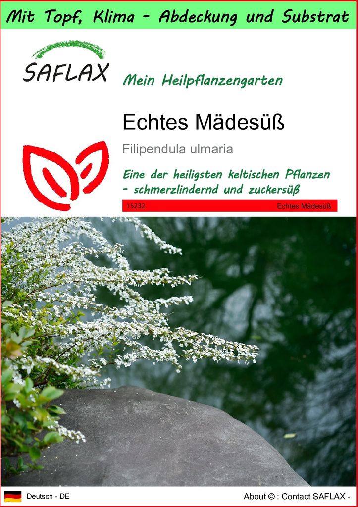 SAFLAX Garden to go - Echtes Mädesüß - Filipendula ulmaria Produktbild 