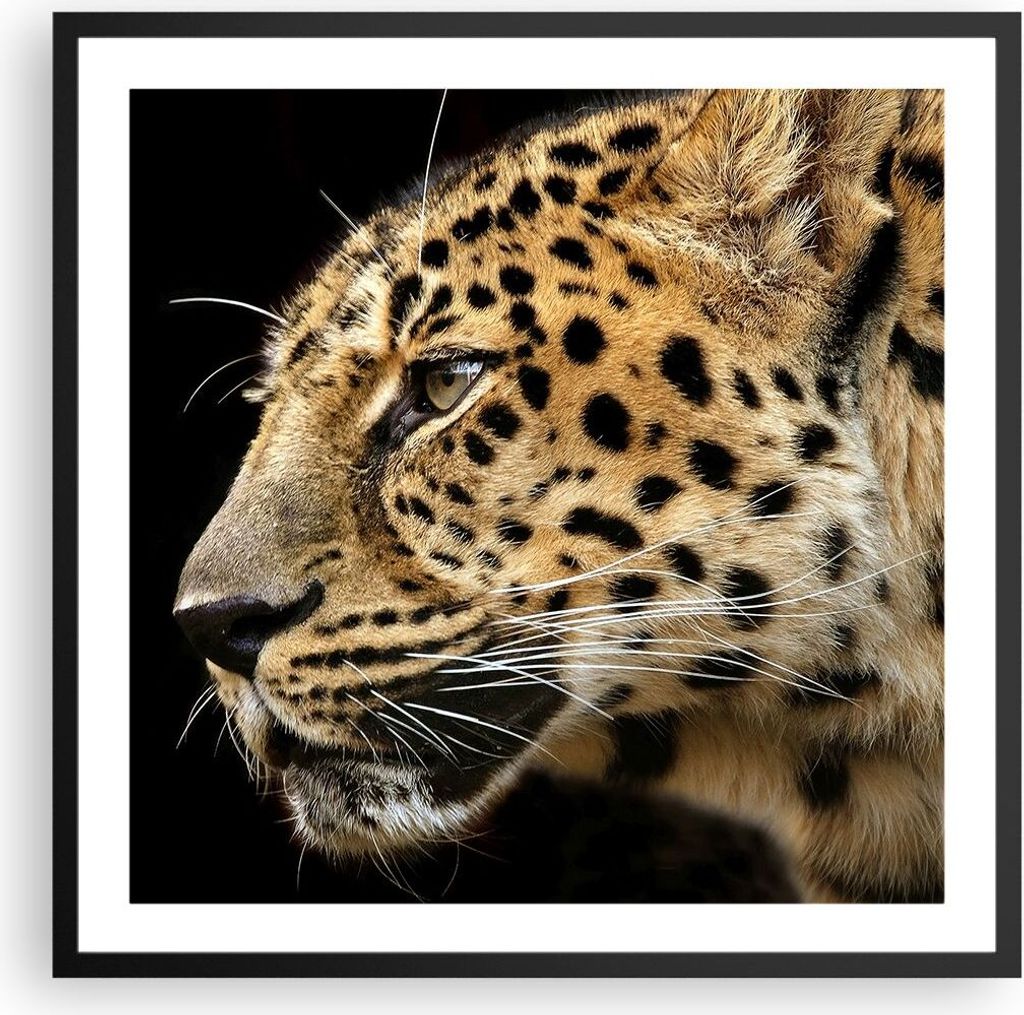 Gerahmtes Poster - Schwarzer Rahmen - Tiere Leopard wilde Katze wilde Tiere - 60x60 cm - Wand Bild - Wanddeko - Wandbilder - Wandposter - Bilderrah...