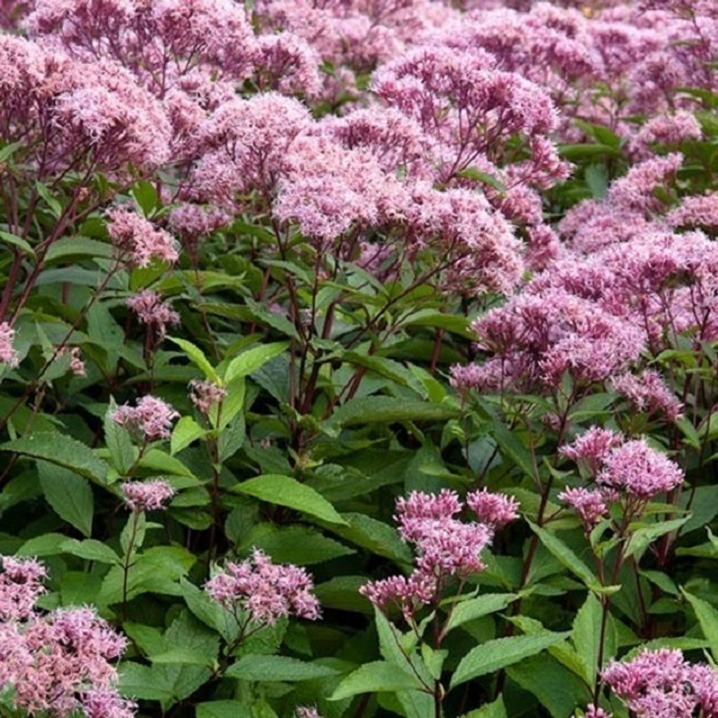 6 x Wasserdost - Eupatorium maculatum 'Atropurpureum' | Topf 9cm x 9cm
