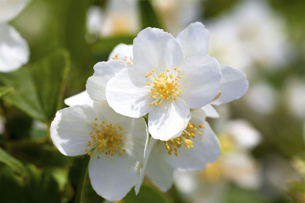 Philadelphus coronarius, Duftjasmin, weiß, 80–100 cm