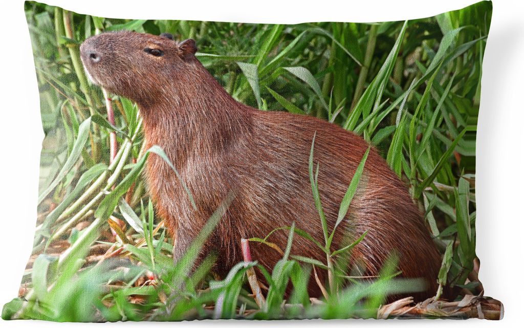 MuchoWow Outdoor Kissen - Ein Wasserschwein sitzt am Flussufer im Sumpfgebiet des Pantanal - 50x30 cm - Wetterfest - Lounge Kissen - Sofa kissen ...