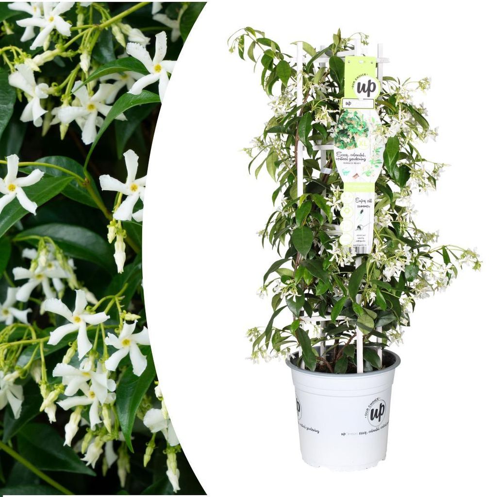 Trachelospermum jasminoides Star of Venice – Ø23cm – Immergrüner Sternjasmin mit duftenden weißen Blüten für Balkon, Terrasse & Garten