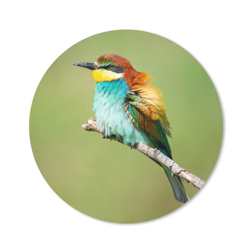 MuchoWow Mauspad Mousepad Vogel - Tiere - Bienenfresser 50x50 cm - Mousepads - Maus Mat - Pad - Mausunterlage - Vinyl