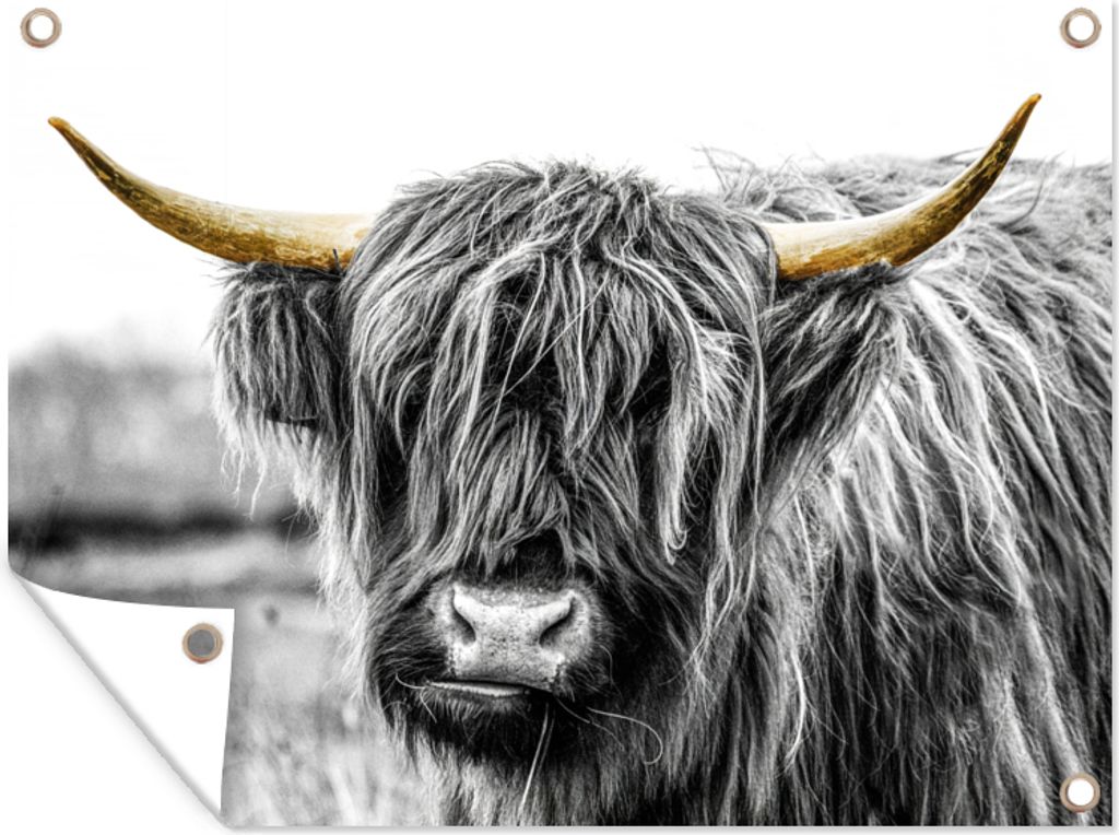 MuchoWow 80x60 cm Outdoor-Poster Gartendeko Sichtschutz Garten Poster für den Garten Schottischer Highlander - Kuh - Schwarz - Gold