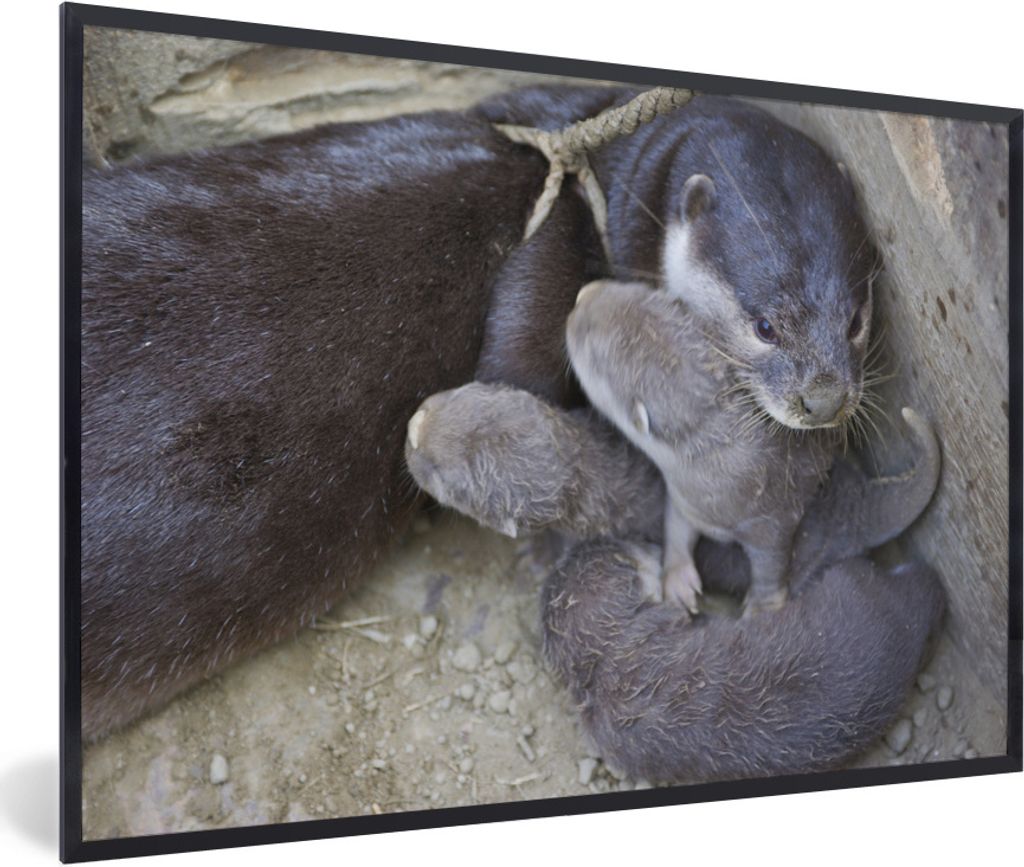 MuchoWow Gerahmtes Poster Otter mit Jungtier 30x20 cm - Poster mit Schwarzem Bilderrahmen Wandposter Rahmen Foto Bilder - Kunstdruck - Bild-Poster