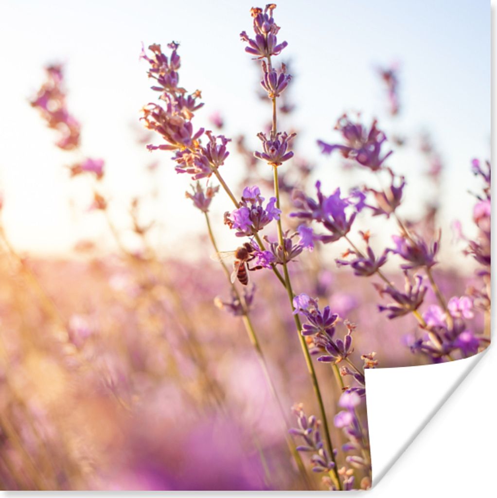MuchoWow Poster Lavendel - Nahaufnahme - Sonne - Blumen - Lila 50x50 cm - Wohnzimmerdekoration