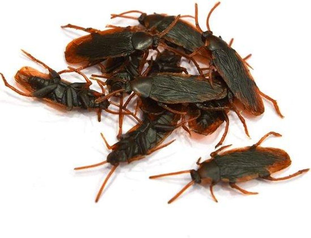 Nep Kakkerlakken Spielzeug - Insekten Fangen - Realistische Modelle - 10 Stücke - Braun