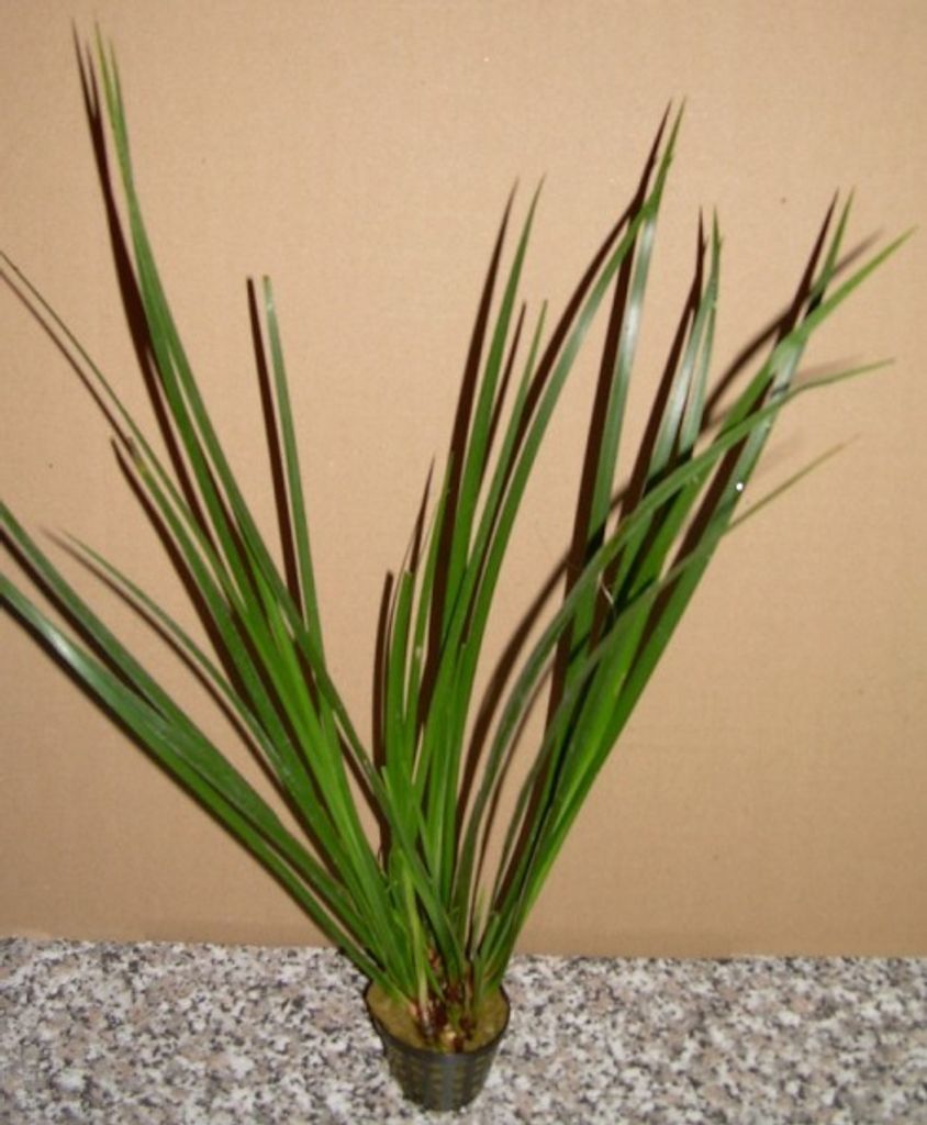 1 Topf Acorus gramineus, großer grüner Kalmus