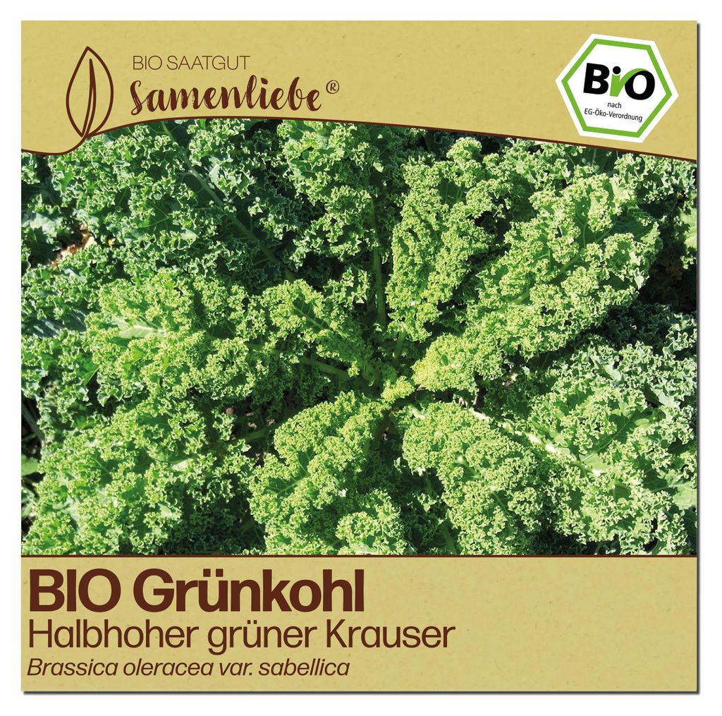Samenliebe  Grünkohl Samen | Halbhoher grüner Krauser - Produktbild 