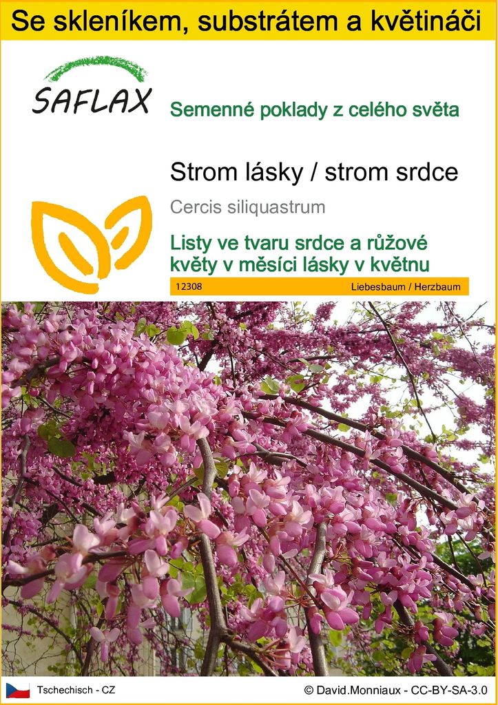 SAFLAX Kultivační sada - Strom lásky / strom srdce - Cercis Obrázek produktu 