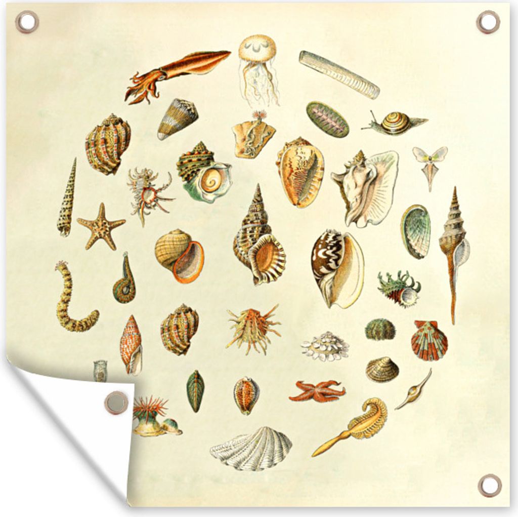 MuchoWow 100x100 cm Outdoor-Poster Gartendeko Sichtschutz Garten Poster für den Garten Muscheln - Meerestiere - Vintage