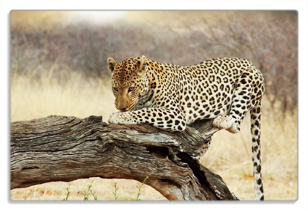 Wallario Frühstücksbrettchen aus Glas 20 x 30 cm mit rutschfesten Füßen, Motiv Leopard auf Baumstamm in Afrika