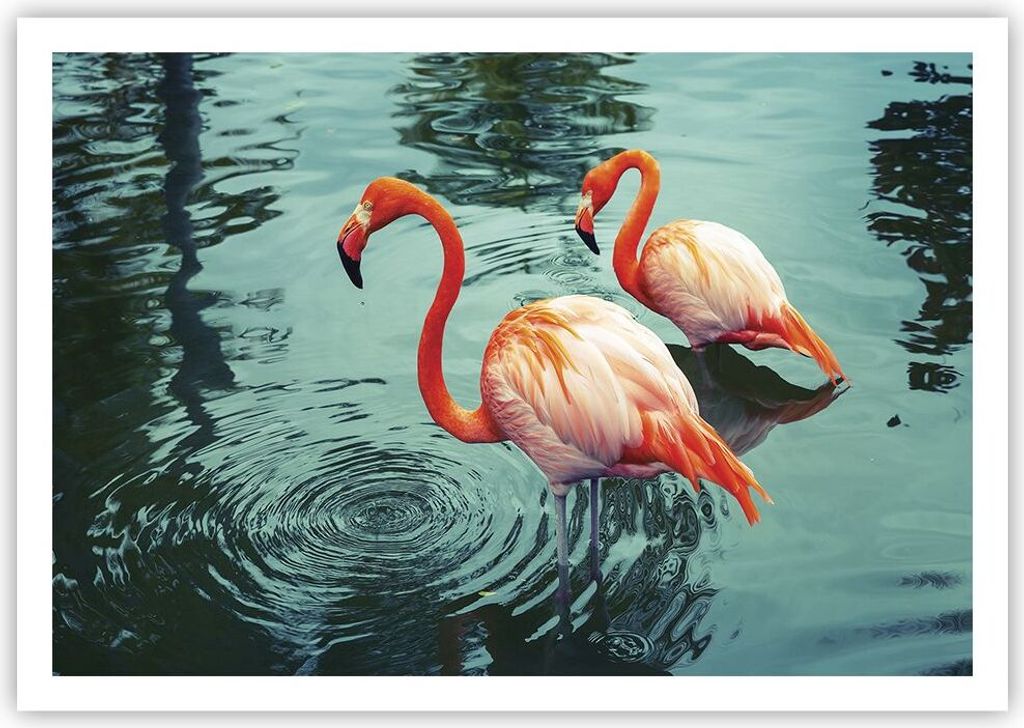 Poster - Poster ohne Rahmen - Rosa Flamingos Wasser - 100x70 cm - Wand Bild - Wanddeko - Wandbilder - Kunstposter - Wandposter - Bilder - Kunstdruc...