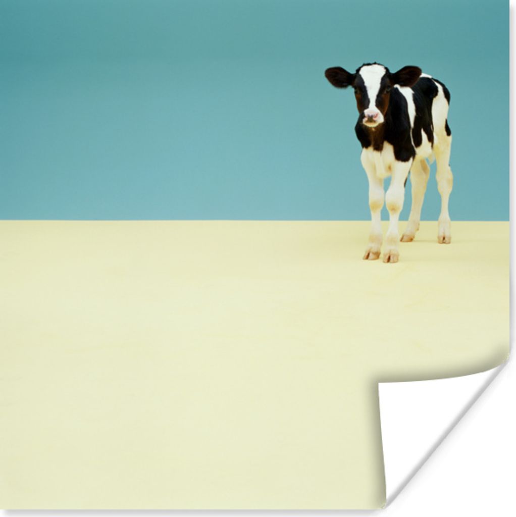 MuchoWow Poster Kuh - Kalb - Friesland 50x50 cm - Wohnzimmerdekoration