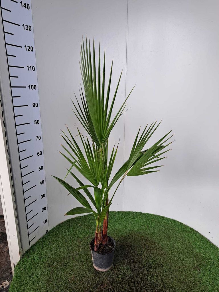 Washingtonia Robusta 90-110 cm – Mexikanische Fächerpalme für Garten & Terrasse – 2-3er Tuff Pflanze, Winterhart, Palmen für Balkon