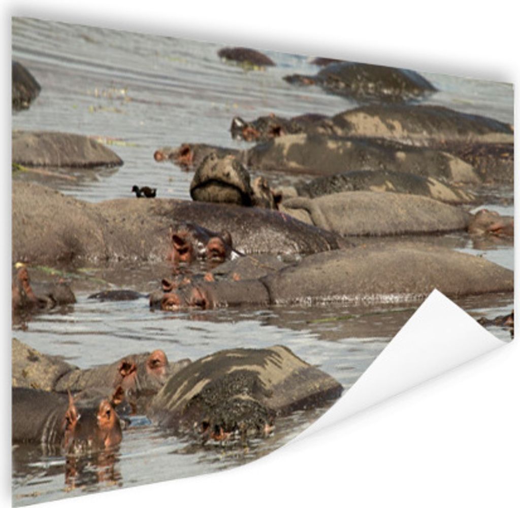 MuchoWow Poster Nilpferd - Teich 180x120 cm - Fotoplakat