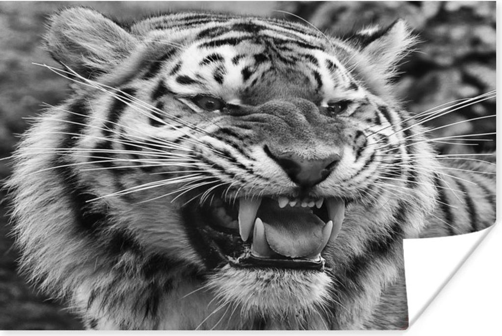 MuchoWow Poster Tiger - Tiere - Schwarz - Weiß 160x120 cm - Foto Plakat