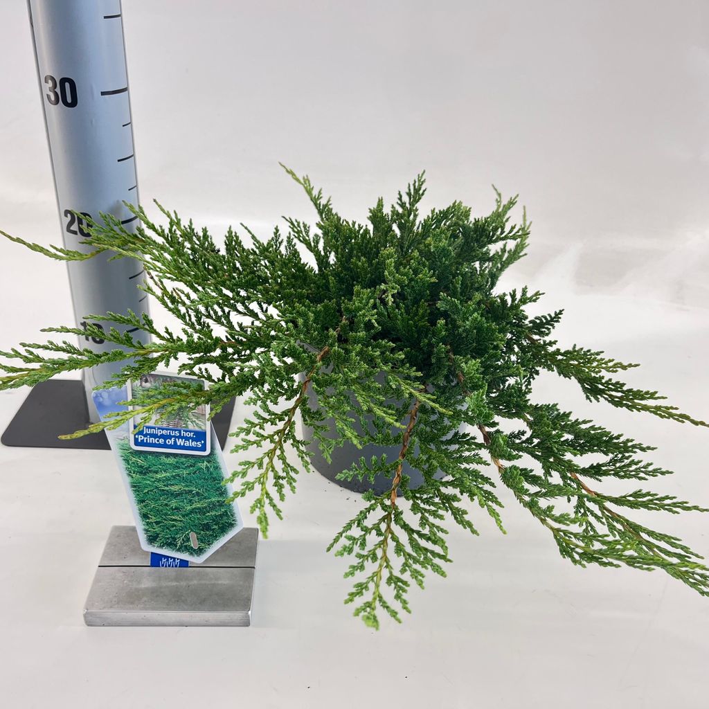 Juniperus horizontalis ‘Prince of Wales’ - Flacher Teppichwacholder | 20-25 cm im topf