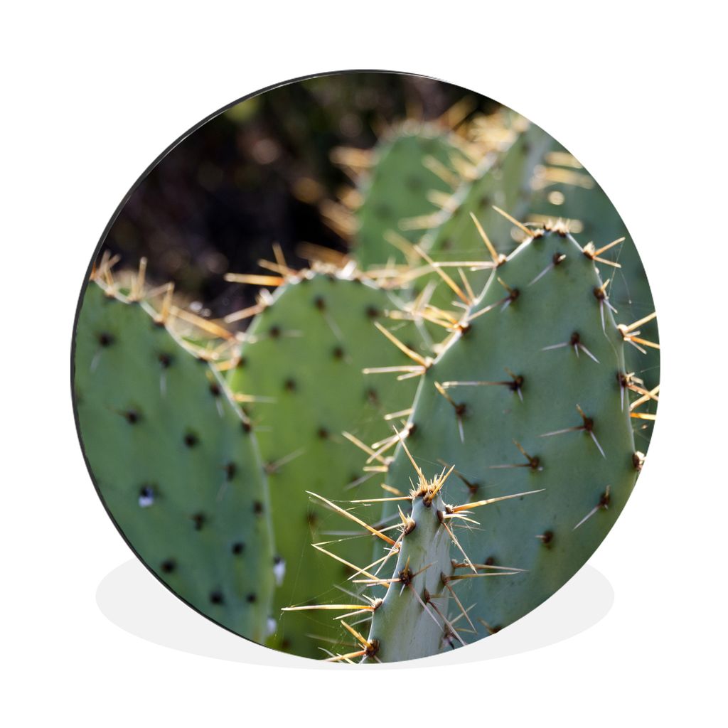 MuchoWow Aluminium Wandkreis Botanischer Kaktus Fotodruck Ø 60 cm Wanddeko Modern Wohnzimmer - Wand Kreis - Wandbild - Schlafzimmer - Aluminium ...
