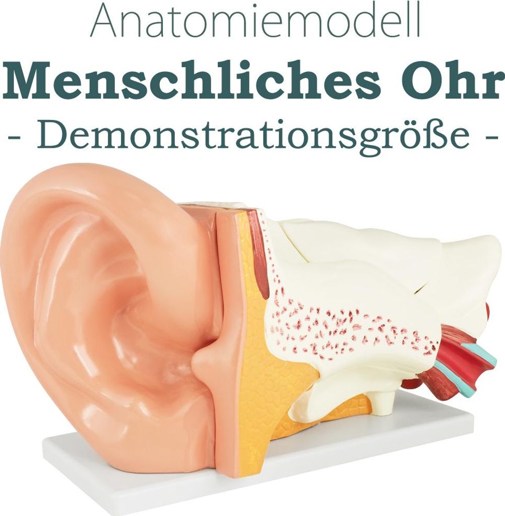 Anatomický model lidského ucha vnější střední a vnitřní Obrázek produktu 