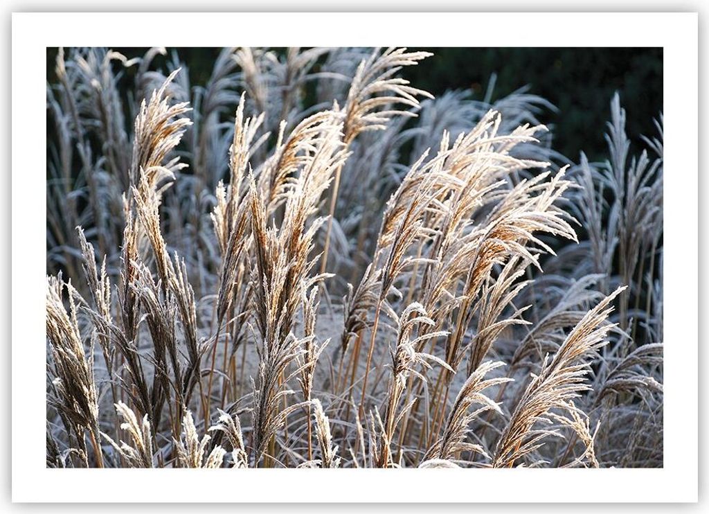 Poster - Poster ohne Rahmen - Stock Ähren Boho - 70x50 cm - Wand Bild - Wanddeko - Wandbilder - Kunstposter - Wandposter - Bilder - Kunstdruck - W...