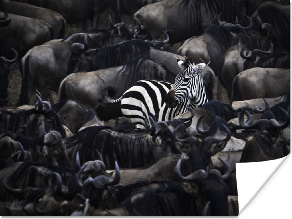 MuchoWow Poster Zebra - Büffel - Braun 160x120 cm - Foto Plakat