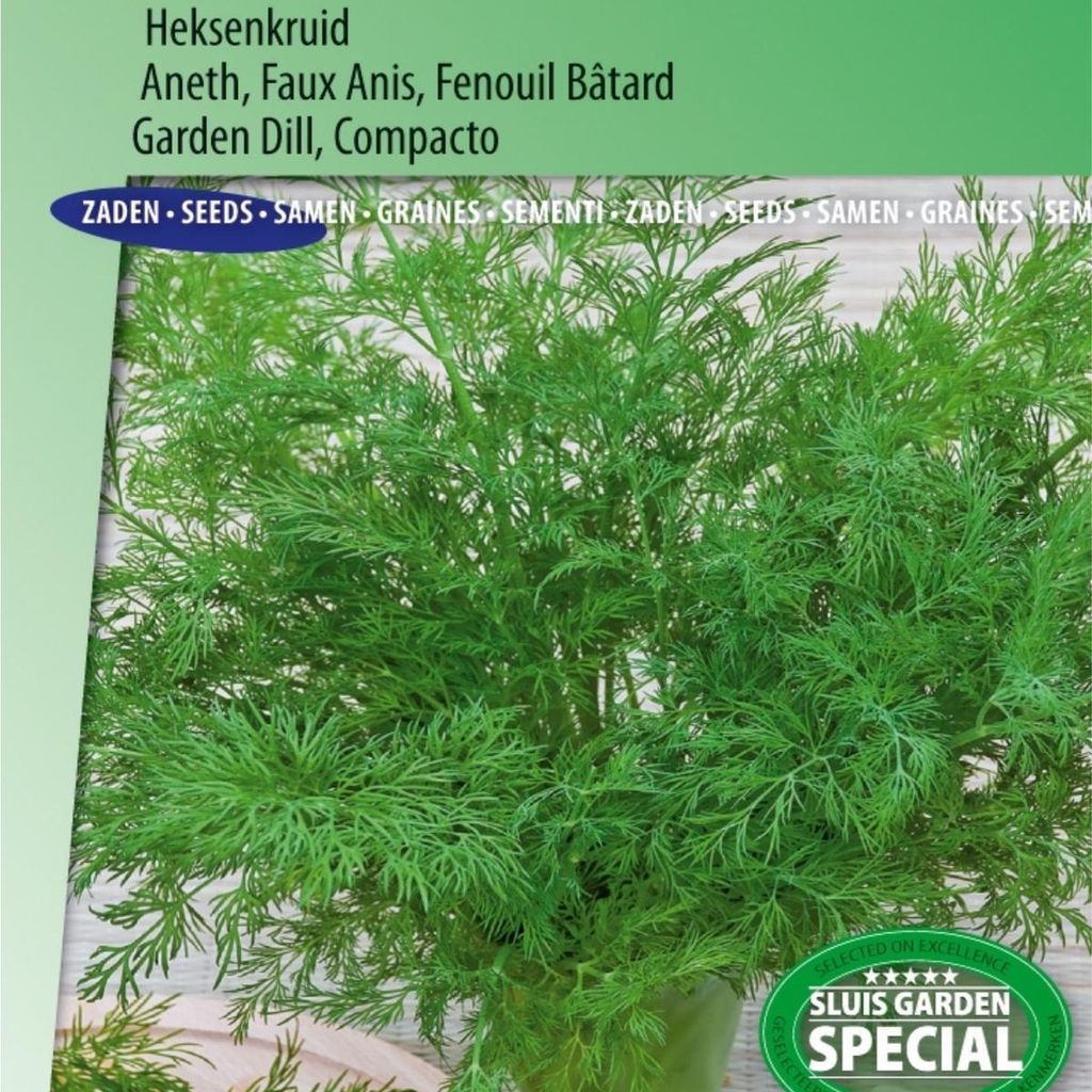 Dill Compatto Hexenkräutersamen – kompakter, aromatischer Dillanbau für kulinarische und medizinische Zwecke