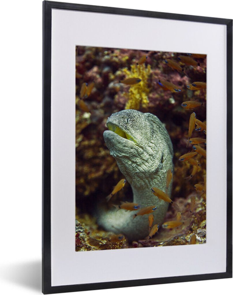 MuchoWow MuchoWow Gerahmtes Poster Fische - Korallen - Ozean 30x40 cm - Poster mit zchwarzem Bilderrahmen - Wandposter Schlafzimmer