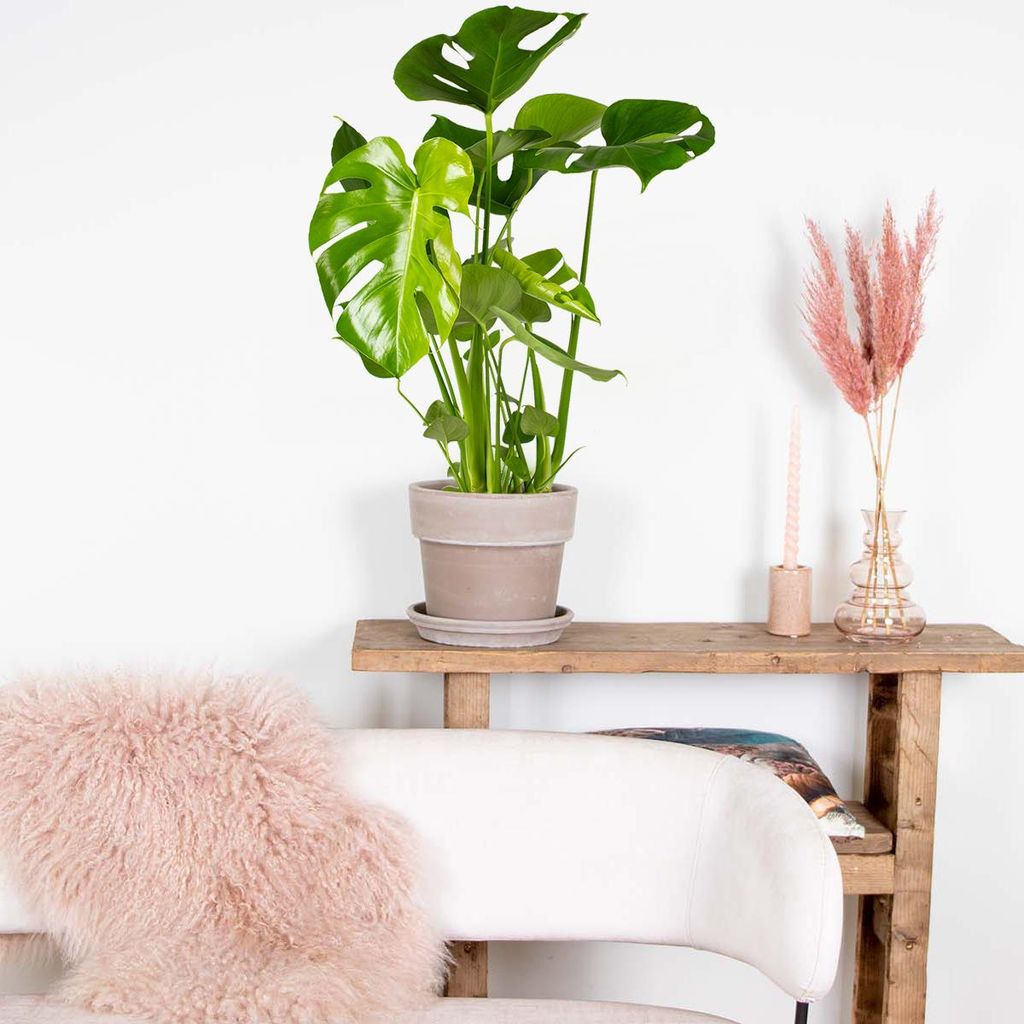 philodendron choco red Philodendron El Choco Red
